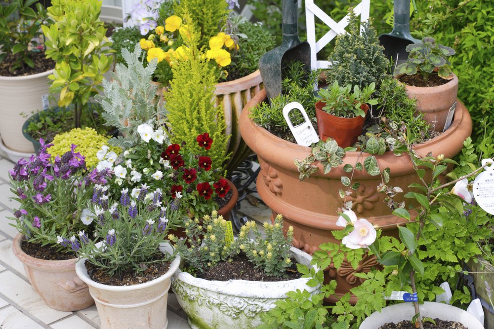 No yard? No problem! Grow these 50 plants no matter your pot size