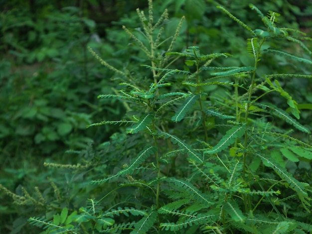 Phyllanthus niruri is a widespread tropical plant commonly found in coastal areas  known by the common names gale of the wind stonebreaker shatter stone  seedunderleaf quebra pedra and chance pierre | Premium