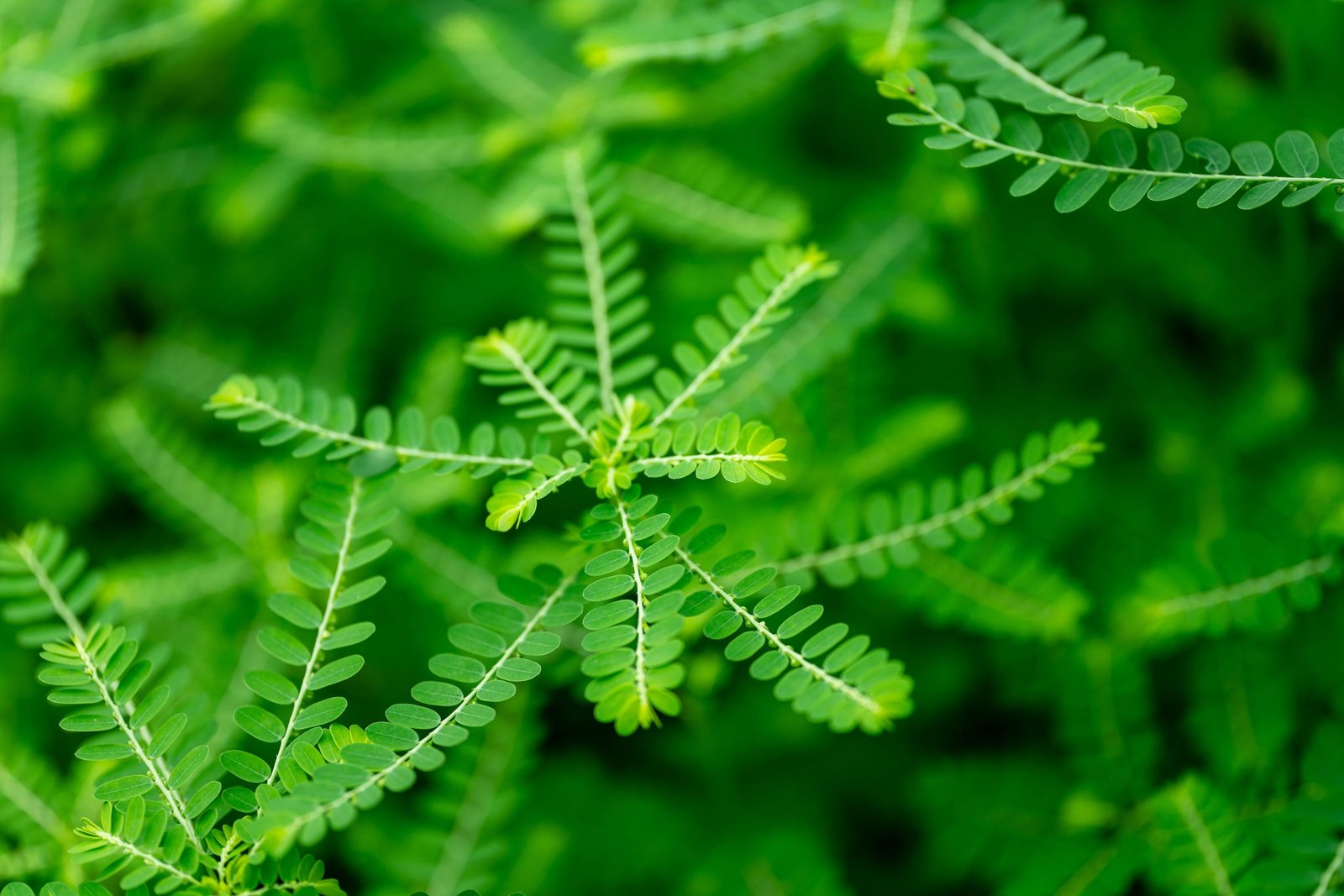 Herb Profile: Stonebreaker (Phyllanthus niruri) – Happy Herb Co