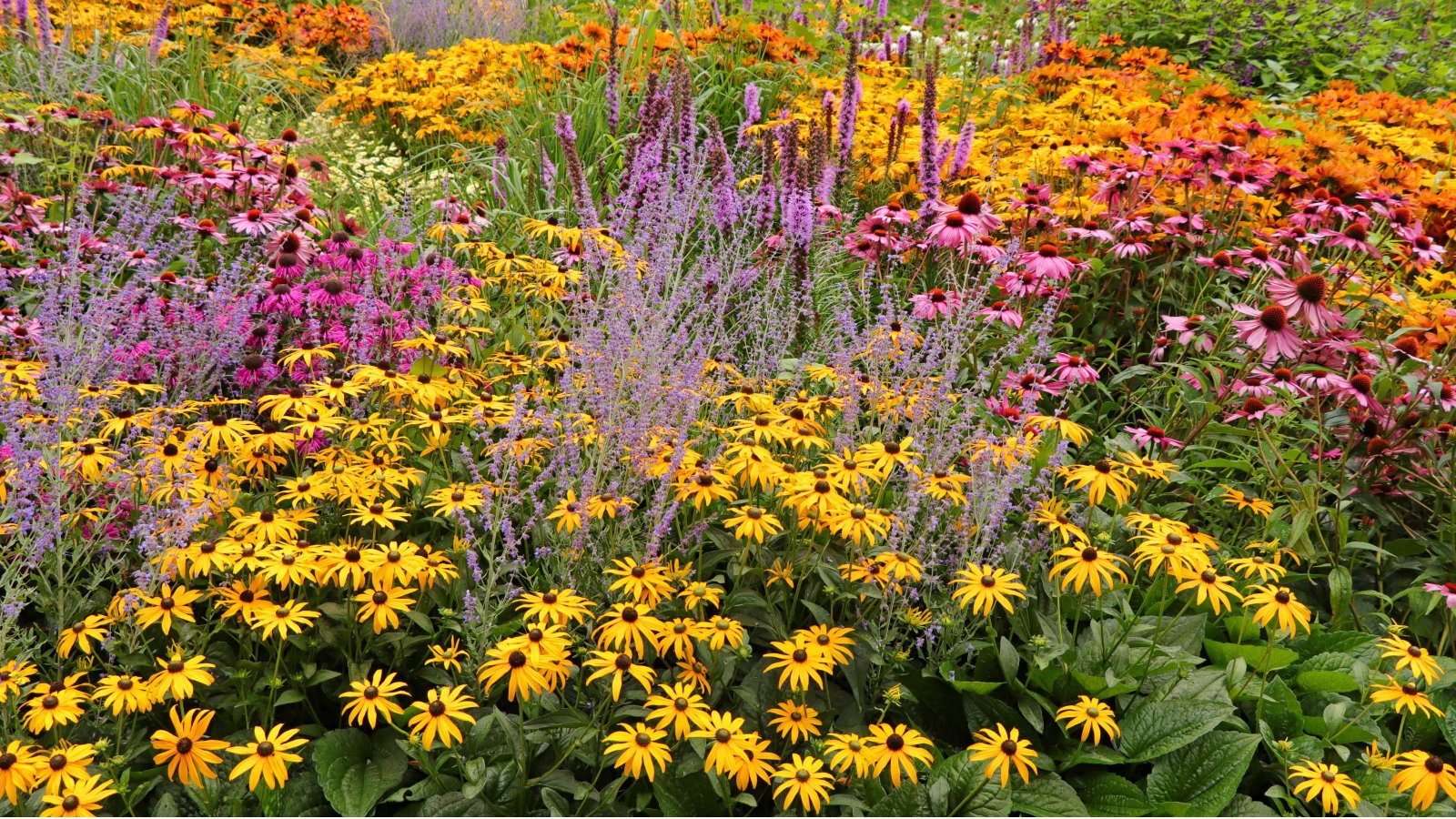 7 perennials to cut back in June – experts say giving these plants the  Chelsea chop will encourage a second flush of flowers