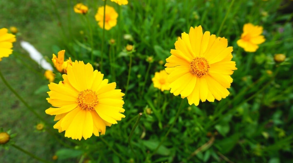 How to Plant, Grow and Care For Coreopsis Flowers