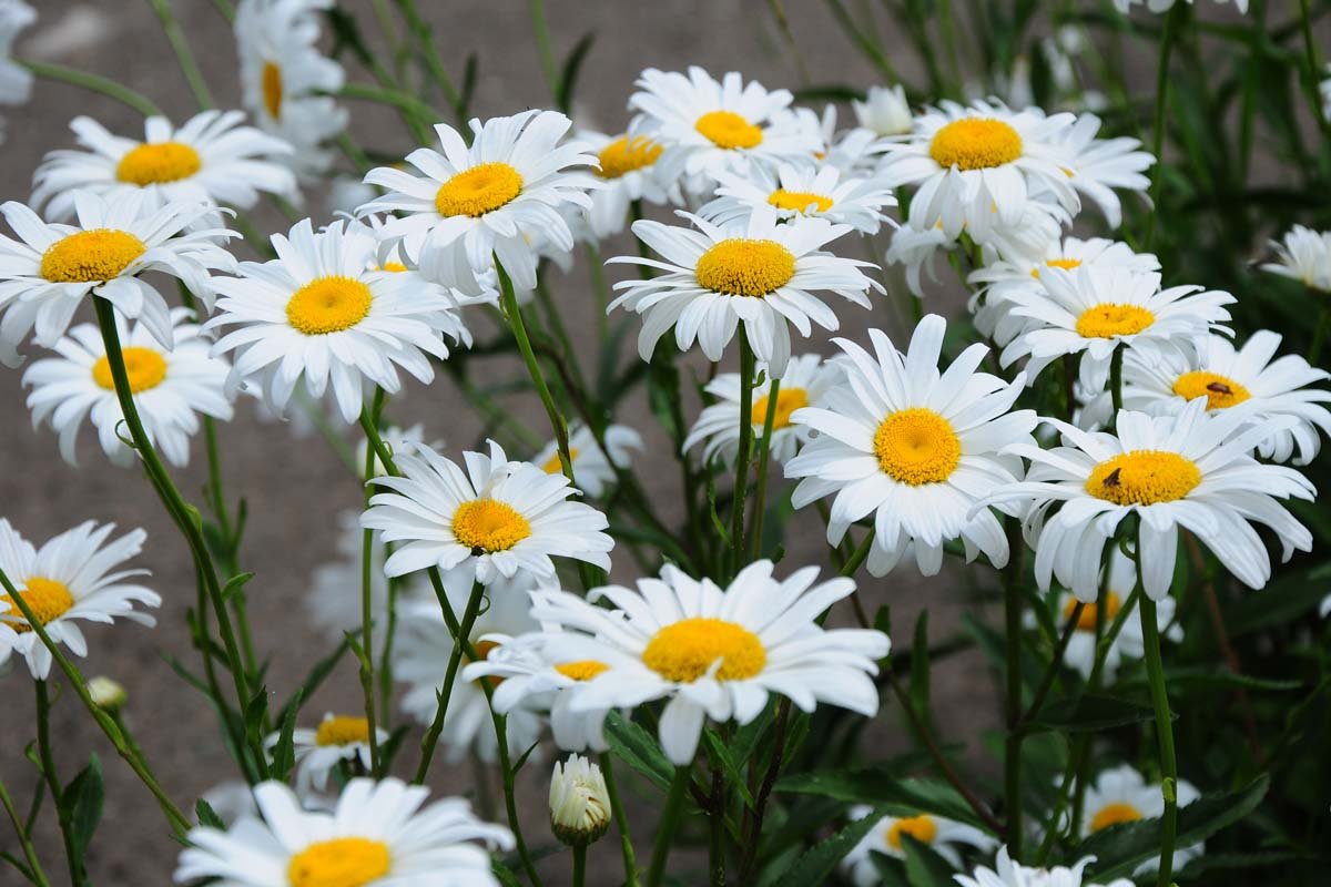 Shasta Daisies: Planting, Growing and Care Guide
