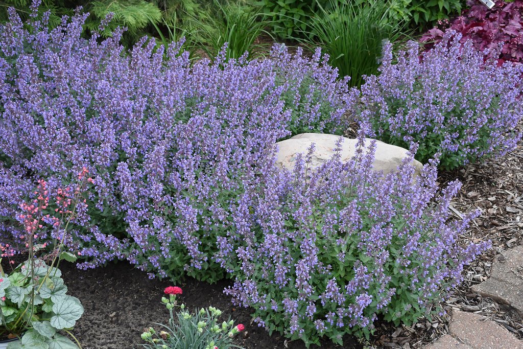 Catmint – Ultimate Plant Care  Growing Guide | Proven Winners