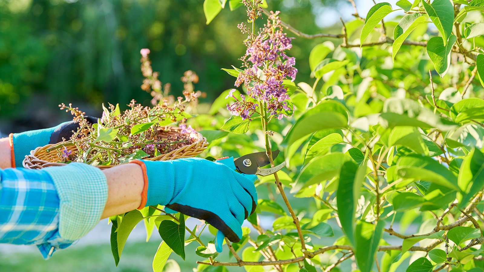 8 Plants To Prune In June – Or Risk Ruining Summer Growth | Gardening Know  How