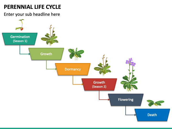 Perennial Life Cycle PowerPoint and Google Slides Template - PPT Slides