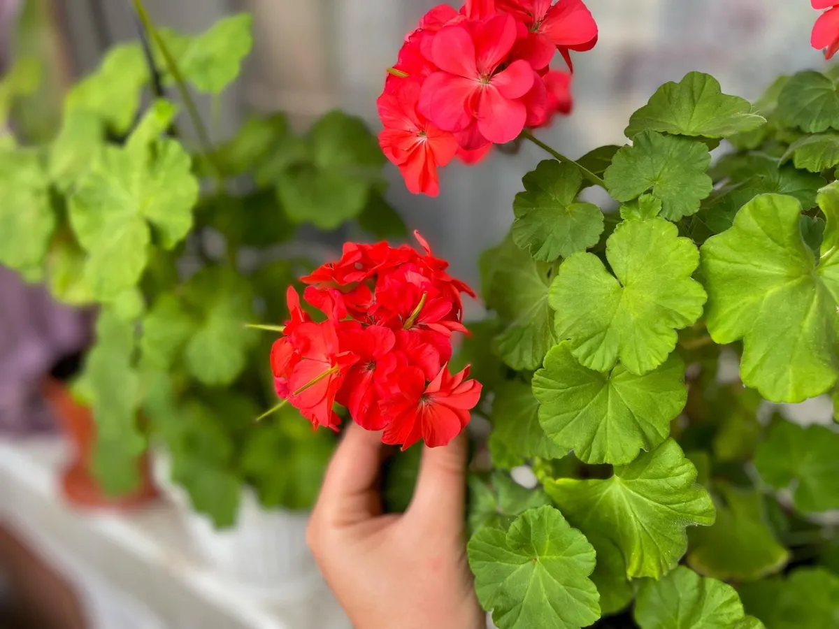 Growing Geranium Flowers in your Garden
