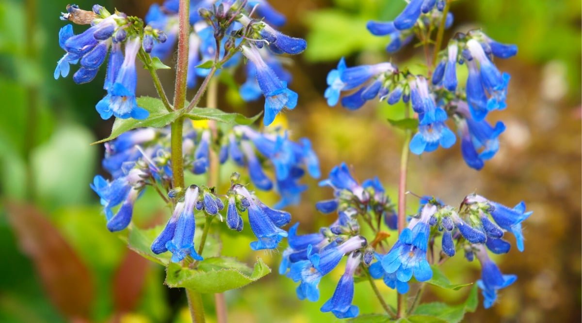 21 Beautiful Penstemon Varieties for Your Garden