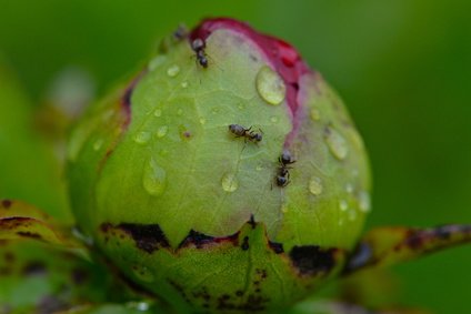 Why Are Ants On Your Peony Buds? – Garden Trivia