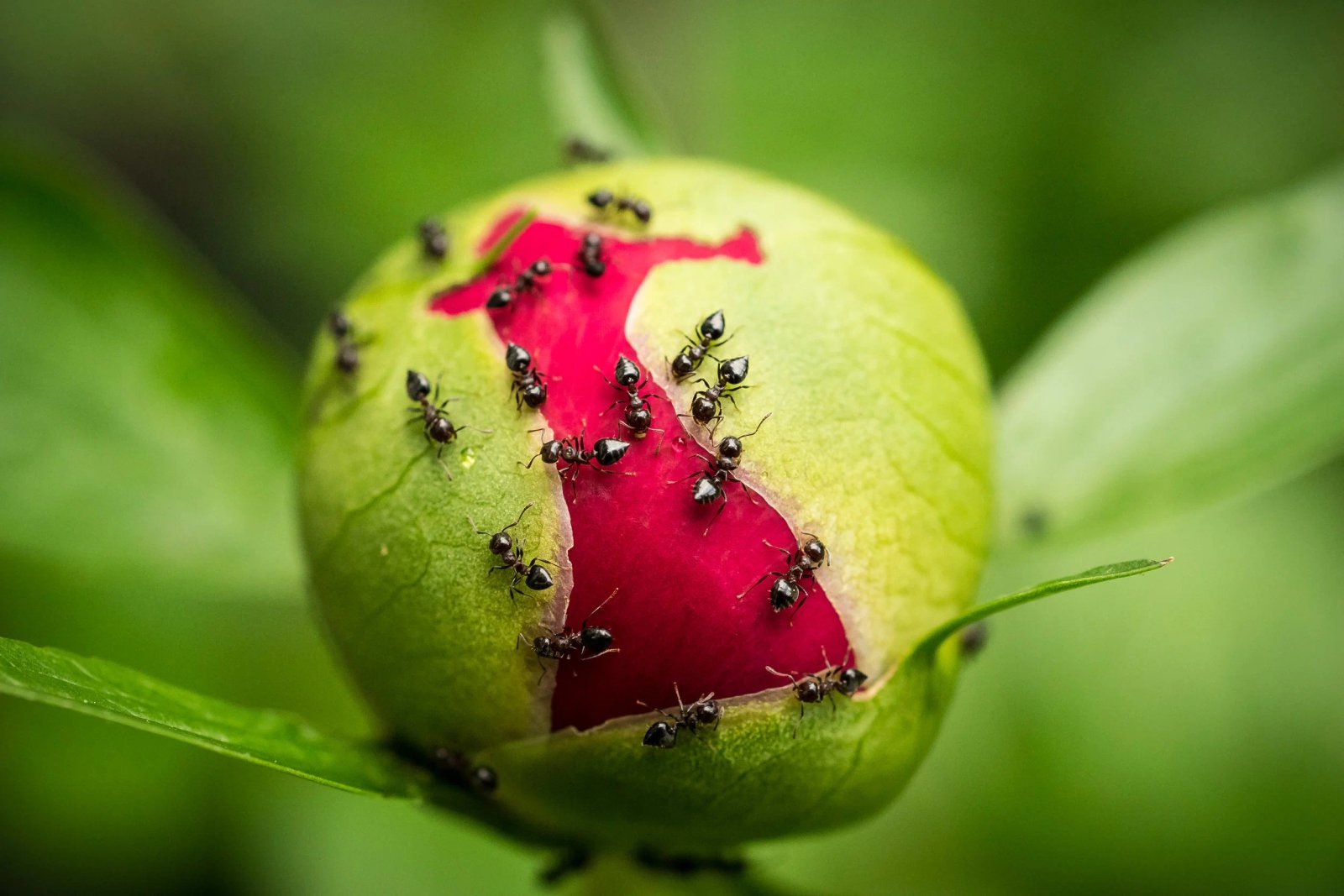 On Peonies and Ants — In Defense of Plants