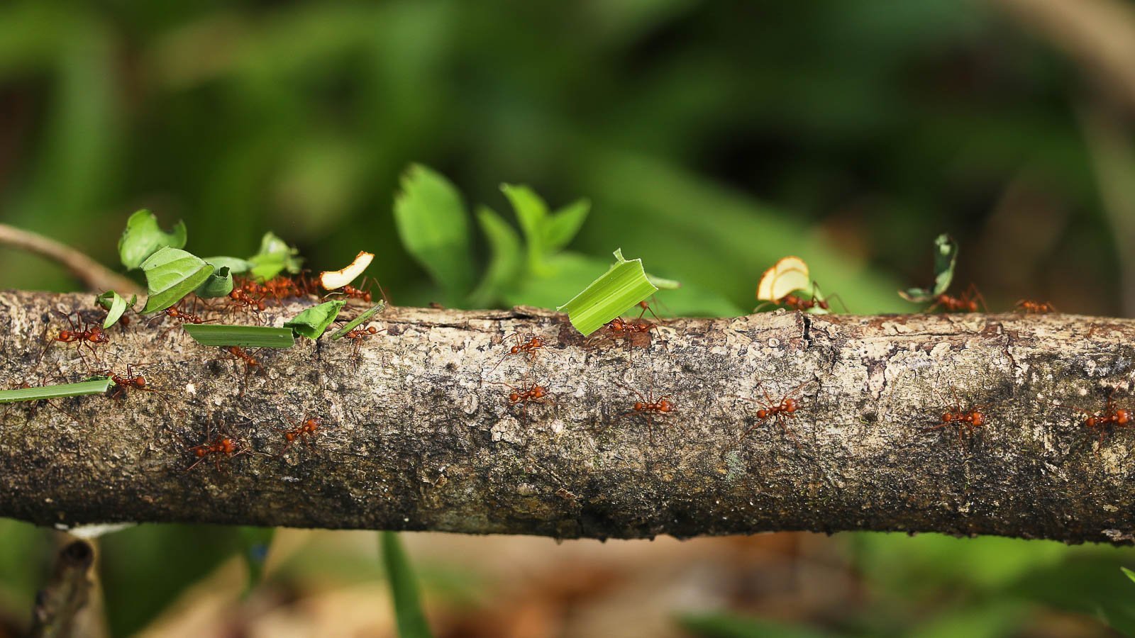 How to Get Rid of Ants Naturally: 10 Ant Control Methods