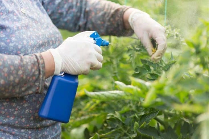 Why do Peonies Attract So Many Ants? - Garden Lovers Club