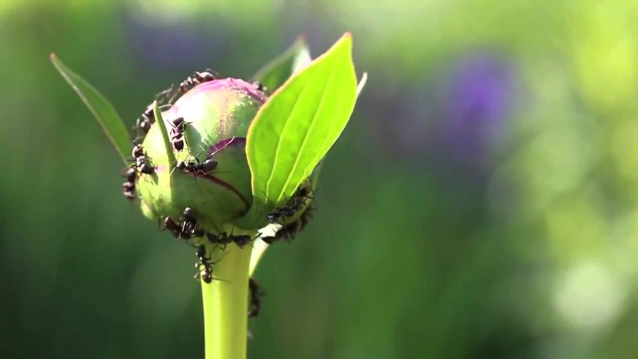Ants on peony flowers - Extrafloral nectaries and plant-ant mutualism