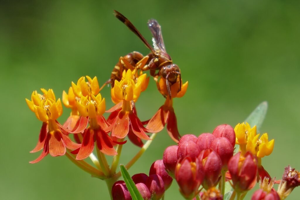 Little Known Pollinators - Sharons Florida