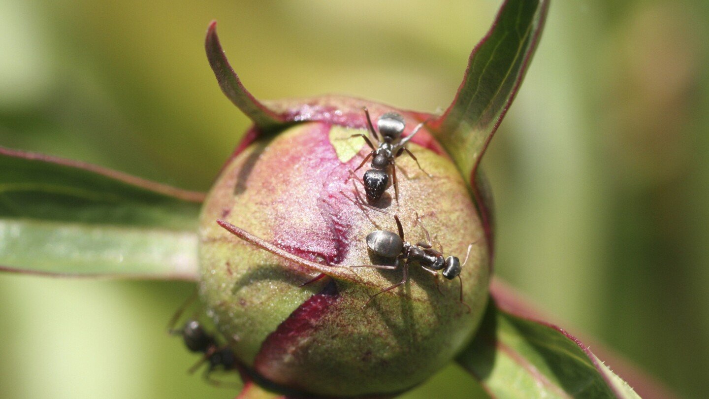 Are ants harmful to the garden? Usually not | AP News