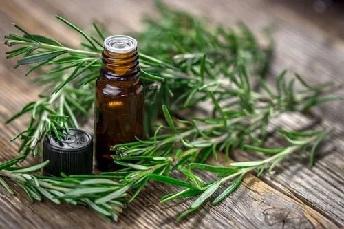 Rosemary Essential Oil, Packaging Size: 1 kg at ₹ 5499/litre in Tauru | ID:  2851816377562