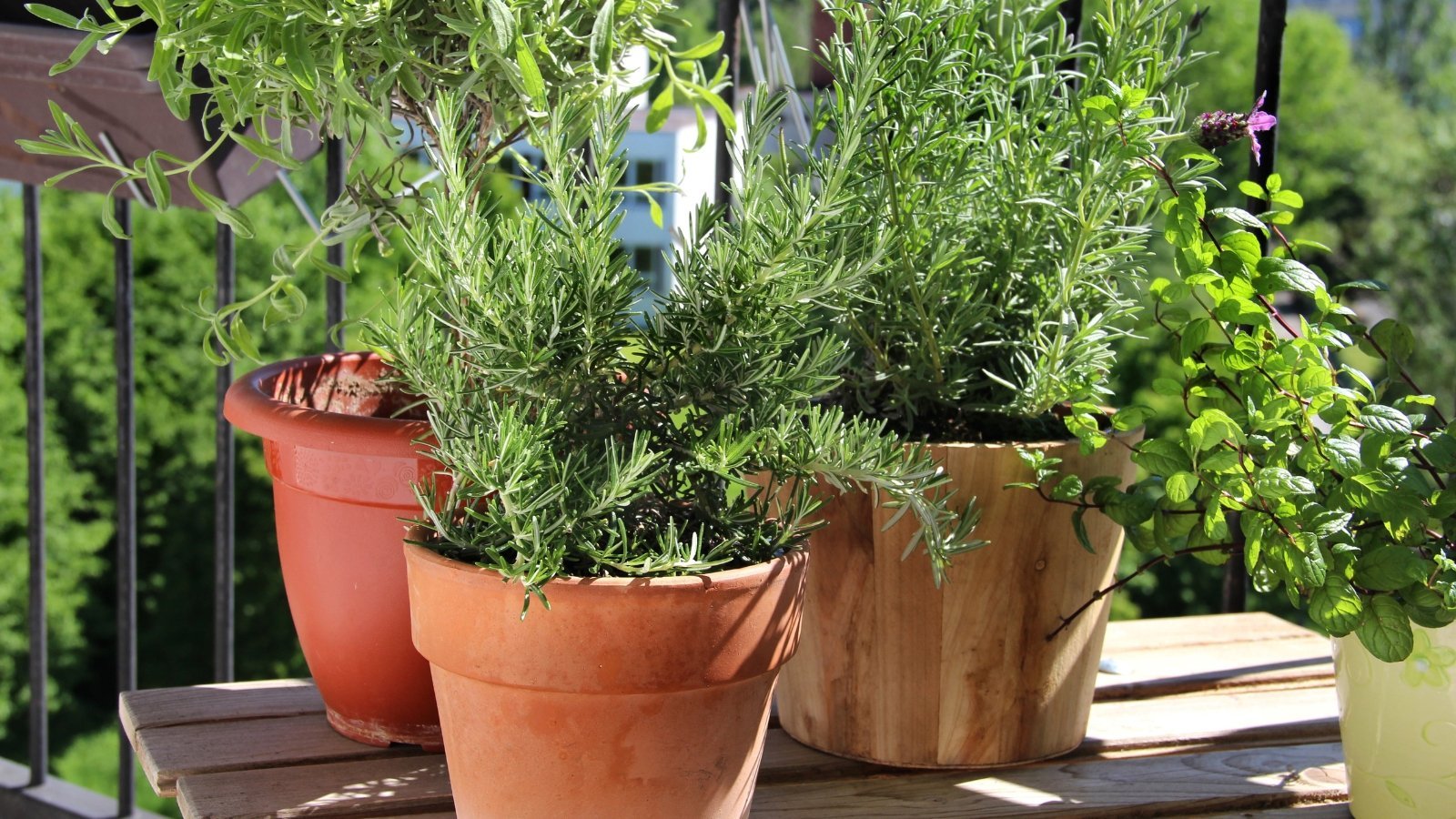 I need to go out and start picking now!