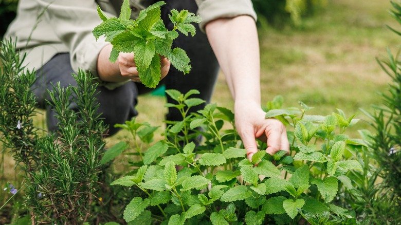Companion Plants That Will Safeguard Your Rosemary Plants From Pests