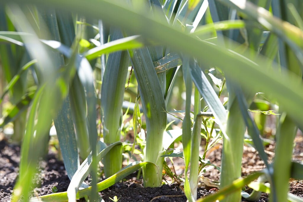 Plant these 15 perennial vegetables once  enjoy them forever