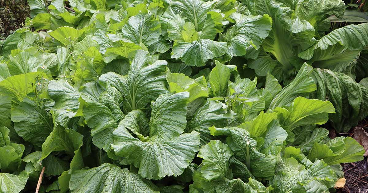 Plant these 15 perennial vegetables once  enjoy them forever