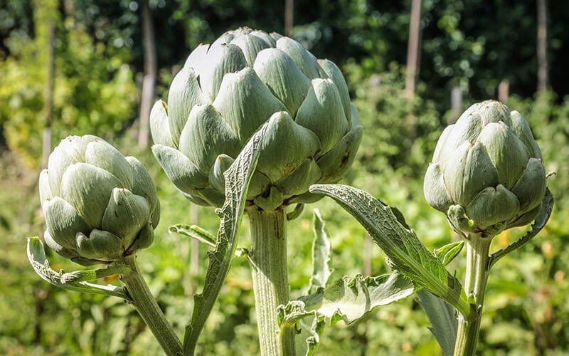 Plant these 15 perennial vegetables once  enjoy them forever