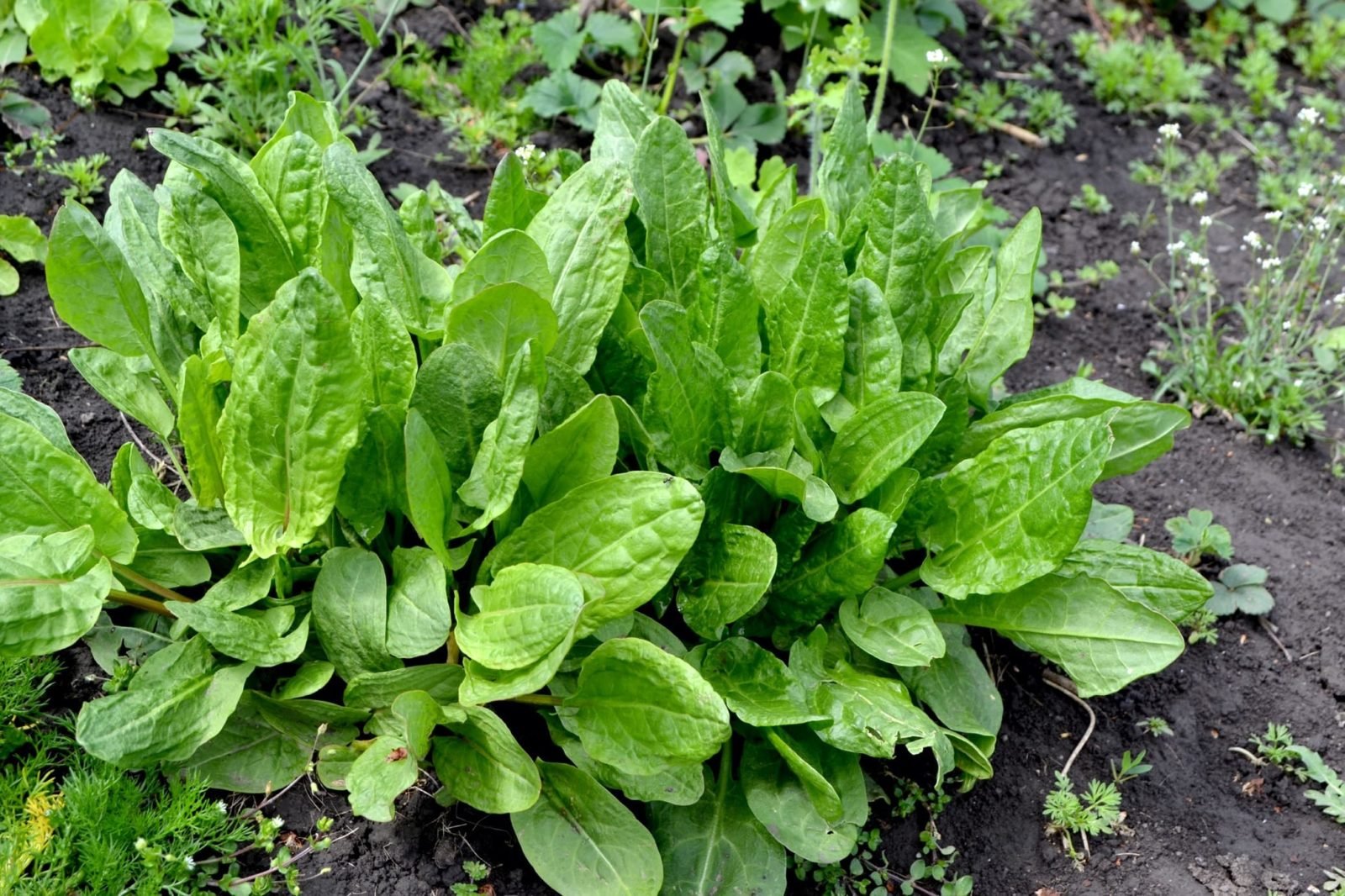 How To Grow Sorrel: Why This Versatile Herb Is Best Grown Close To The  House | Horticulture Magazine