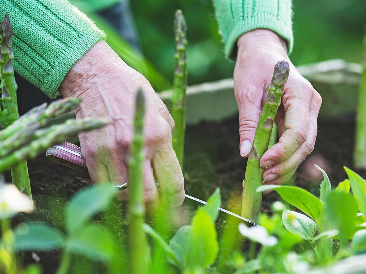 7 Perennial Vegetables For Pots: For Years Of Patio Pickings | Gardening  Know How