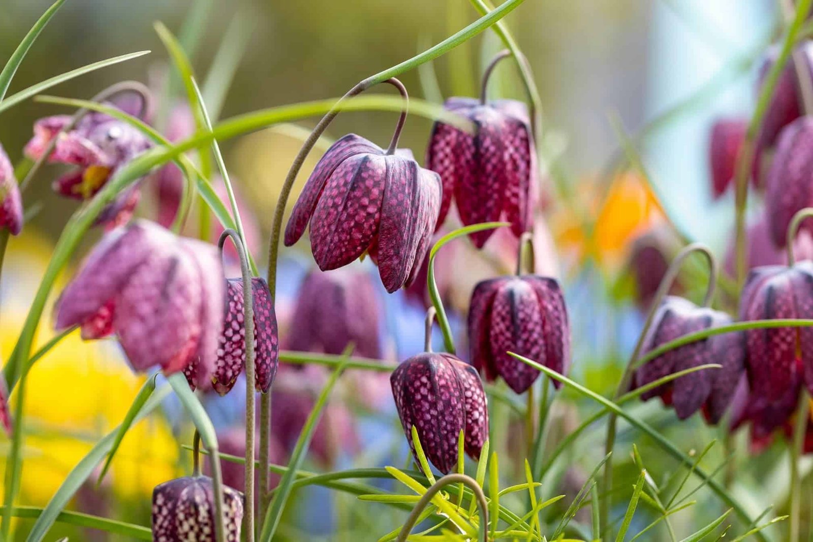 Plant these now: 10 top plants that squirrels absolutely cannot stand