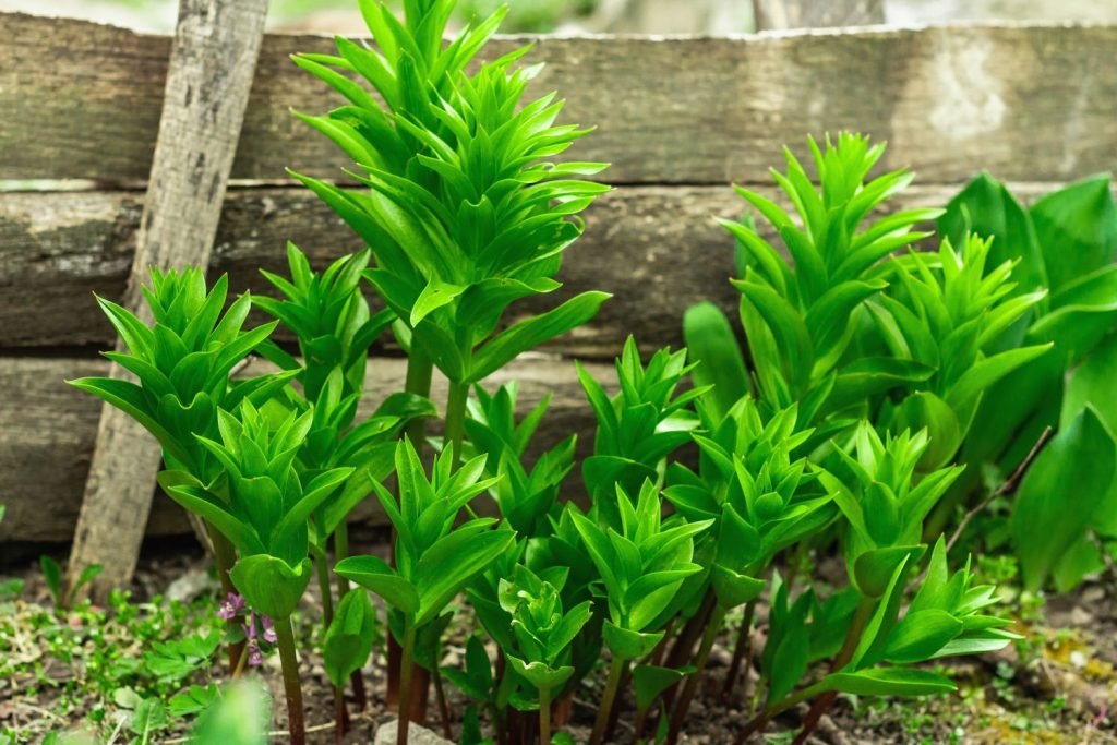 Plant these now: 10 top plants that squirrels absolutely cannot stand