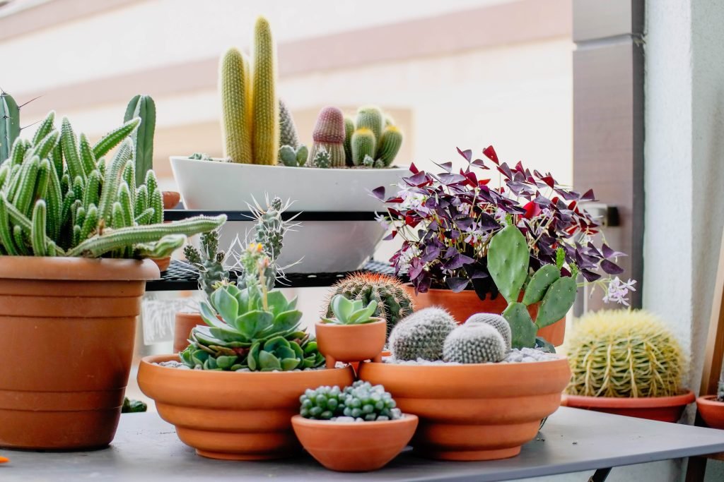 Several Benefits Of Echeveria Plants And Many More » General Gardening »  Garden  Greenhouse