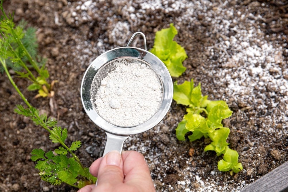 Is Baking Soda Actually Good For Your Plants? | MOOWY