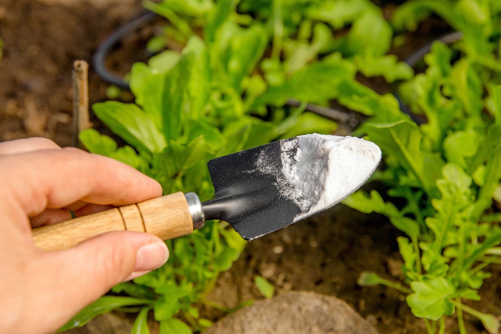 Should You Use Baking Soda in Your Garden? | The Family Handyman