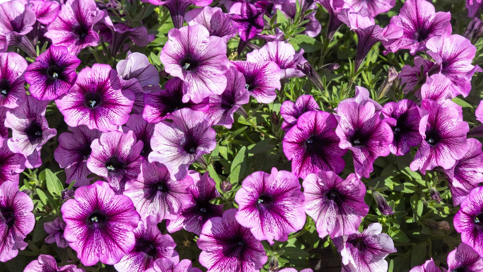Stock up on baking soda. 12 top plants that bloom bigger with this 1 recipe
