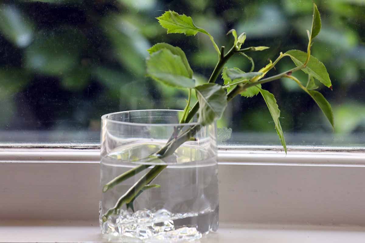 How to Propagate Rose Cuttings in Water | Gardener's Path