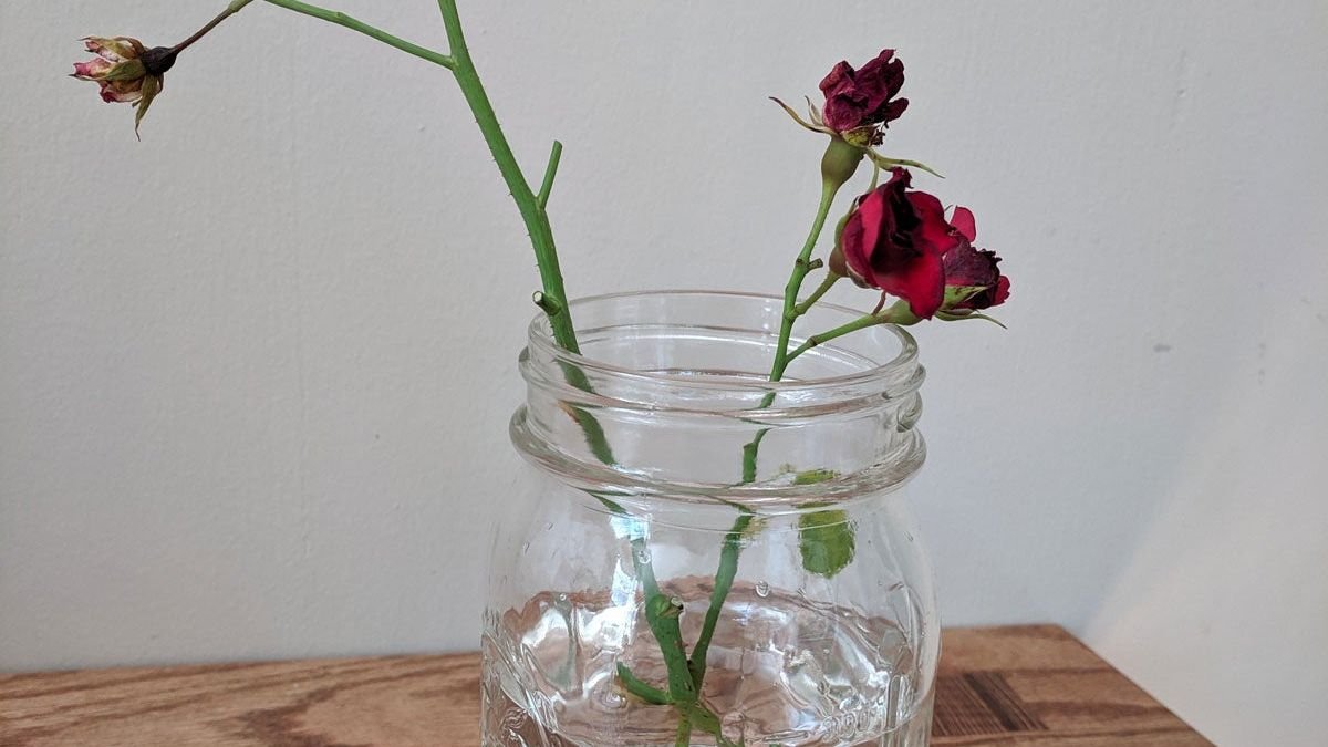 Growing Rose Cuttings In Water – Tips For Propagating Roses In Water |  Gardening Know How