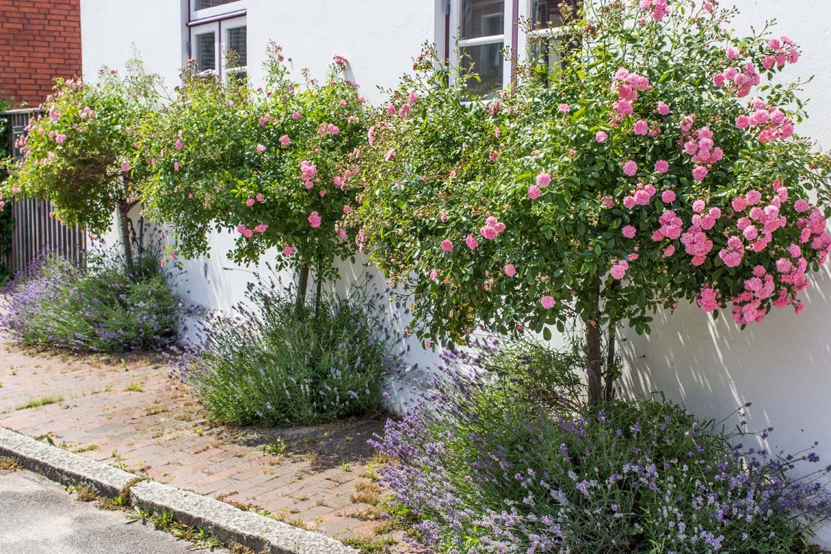Tips for Growing Tree Roses | Gardener's Path
