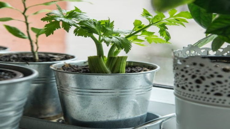 How To Grow Celery ( When): Regrow Celery From Stalks or Scraps in  Containers
