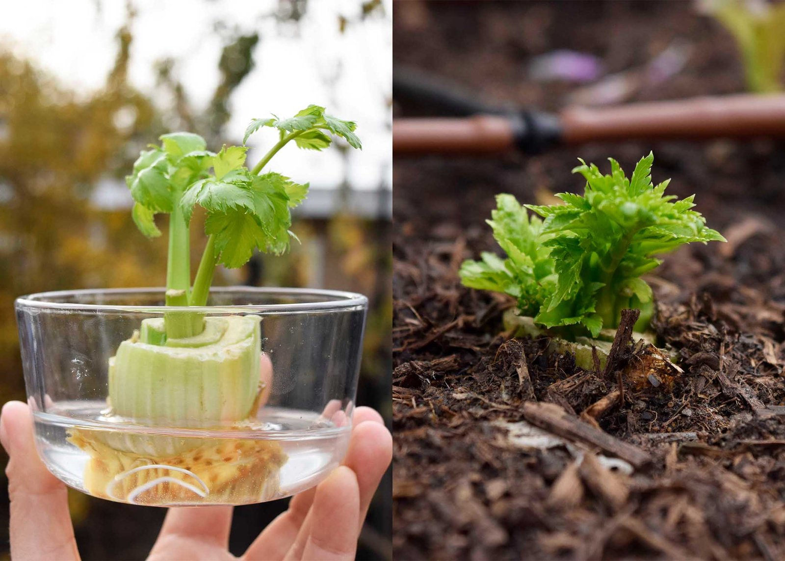 The Easiest Way to Grow Celery + Have a Steady Supply
