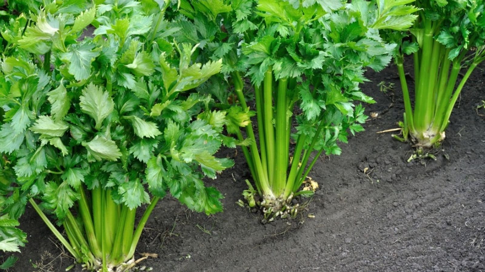 Celery Plants Are Not Thick - Reasons Why Stalks Of Celery Too Thin |  Gardening Know How