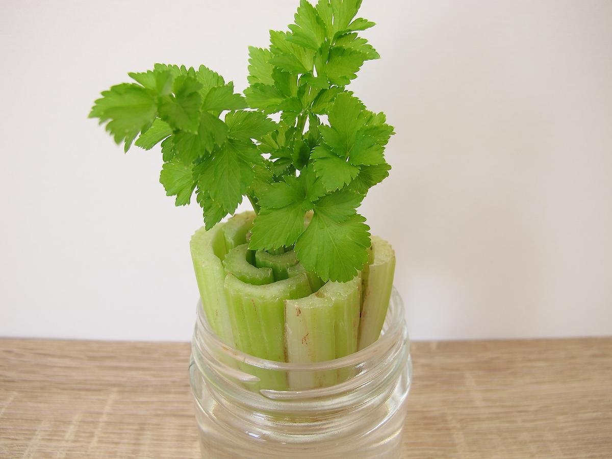 How to Grow a Celery Plant From a Stalk in 10 Easy Steps (Plus Growing Tips  for How to Make It Thrive) | Gardening | 30Seconds Mom