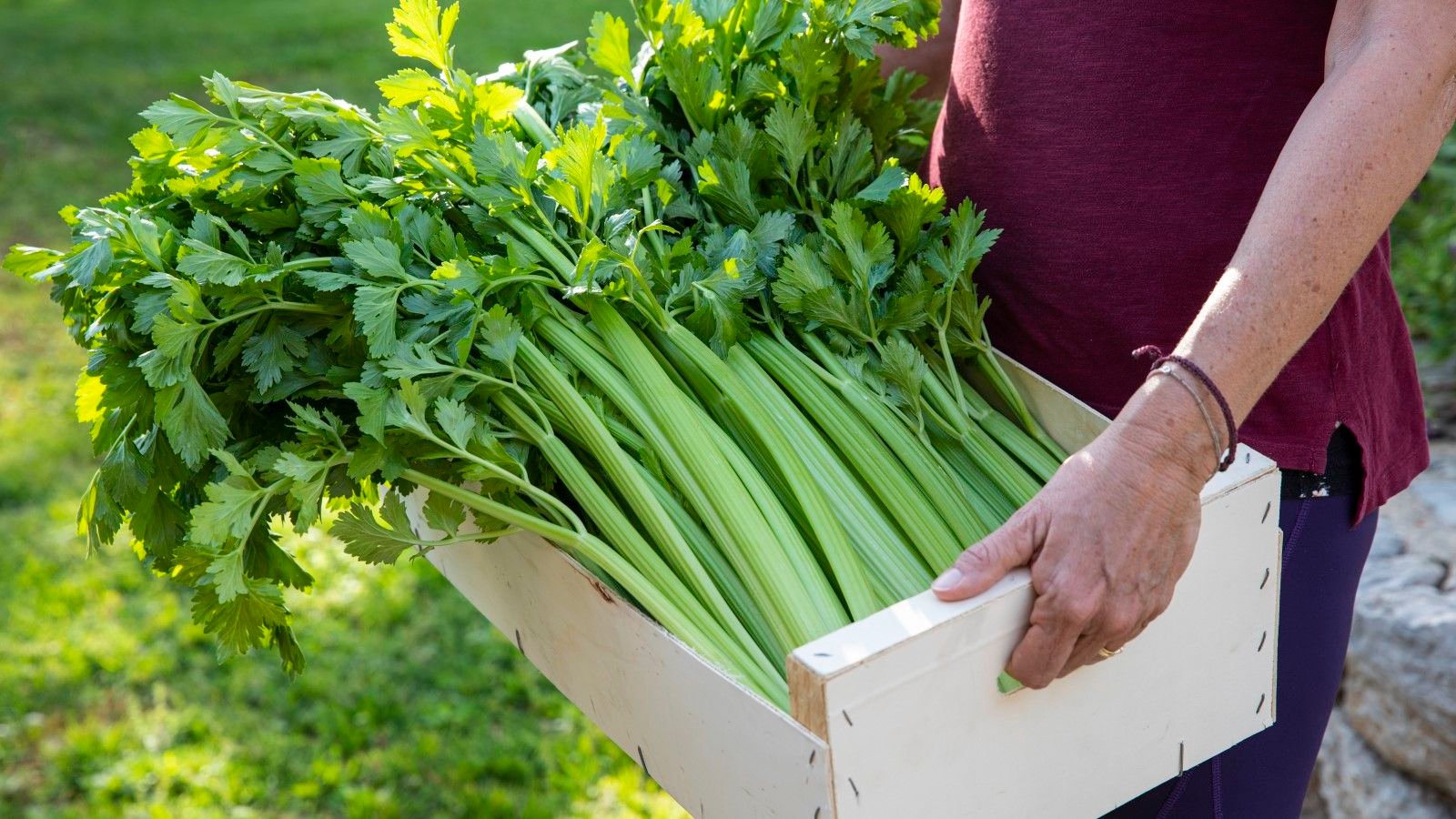 How to grow celery from a stalk: 6 easy steps to follow | Homes and Gardens