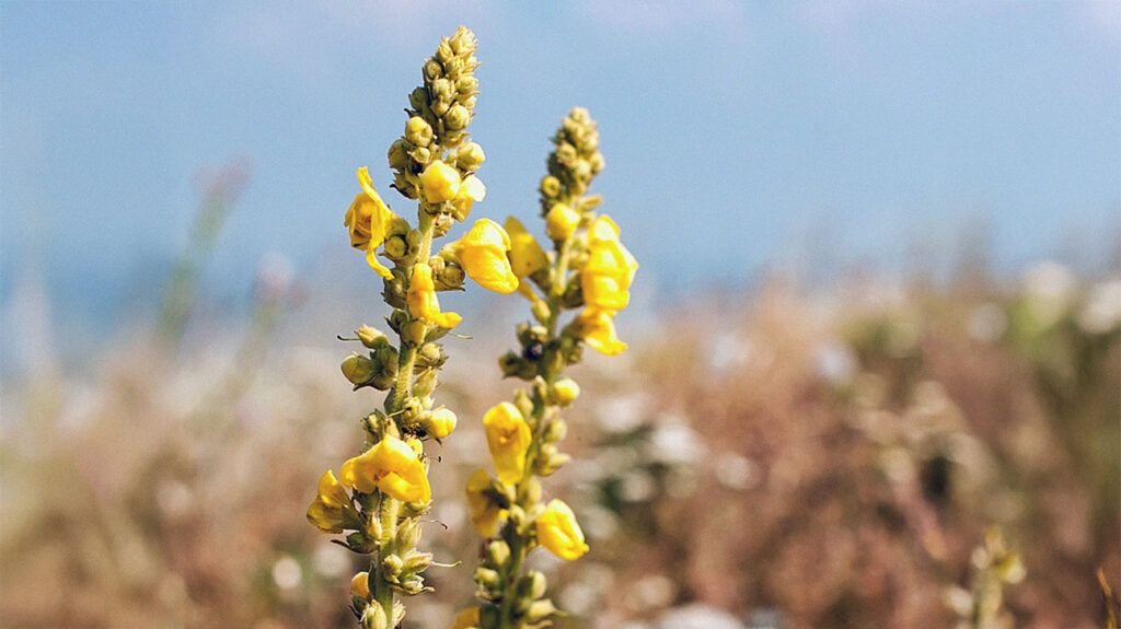 Can drinking mullein tea benefit health?