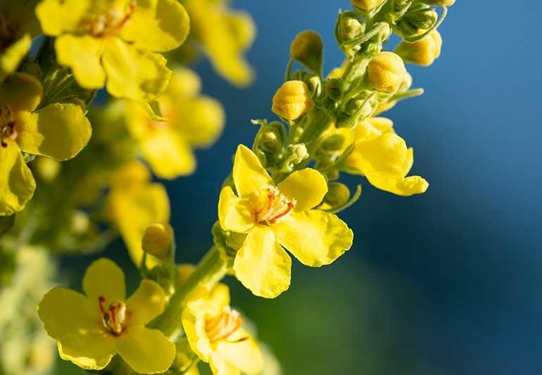 Mullein Benefits: Is Mullein Good for Your Lungs?