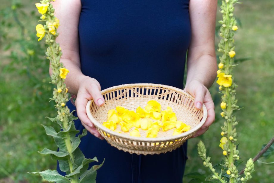 Mullein Growing Guide – HOSS