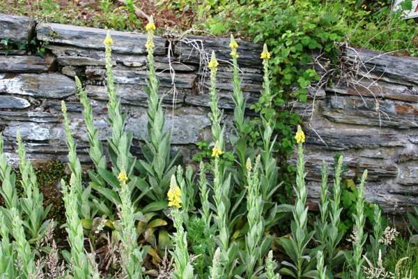 Stumble upon this plant and you’ve struck gold. Most folks walk right past it without a clue