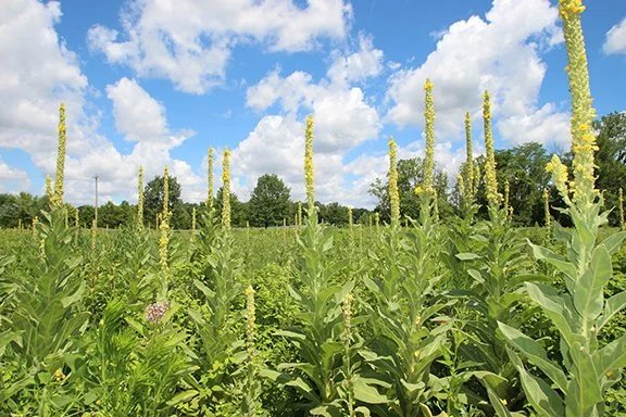 How to Identify Mullein  Make Mullein Tea - Your Natural Defense Against  Cold, Flu, and More! — Creek Stewart