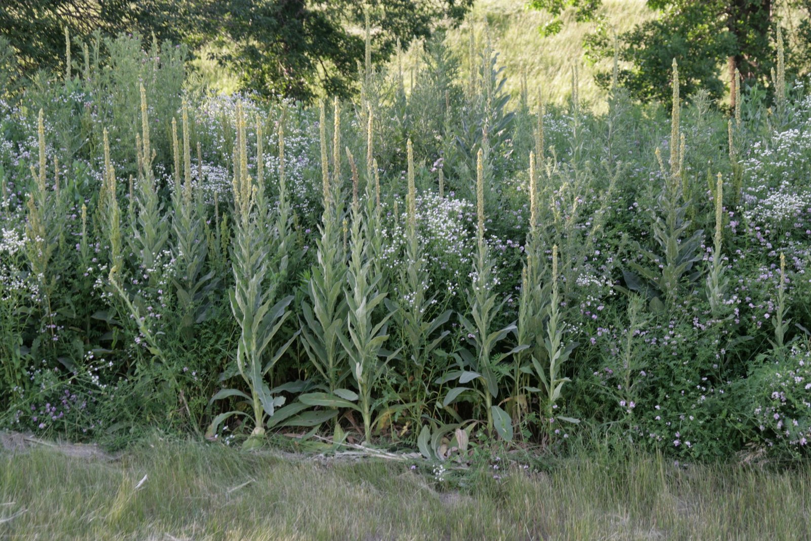Common Mullein, Verbascum thapsus – Wisconsin Horticulture