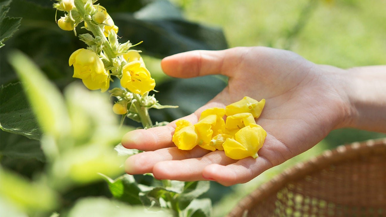 What Is Mullein Tea? Benefits, Side Effects, and More