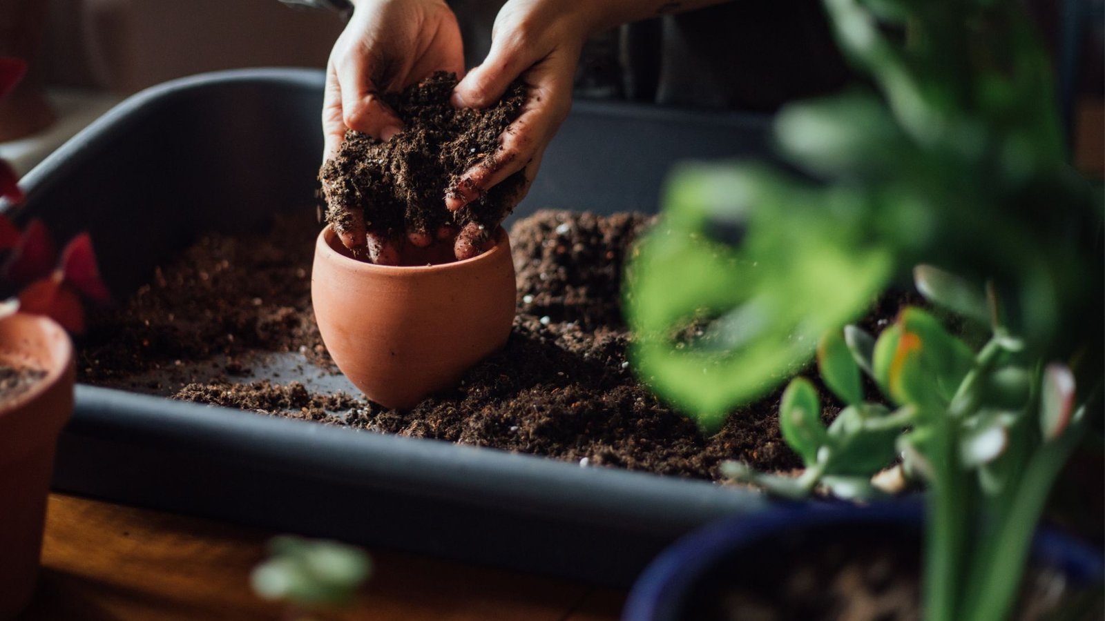 How to use tea bags in your garden to enrich soil and more | Woman  Home