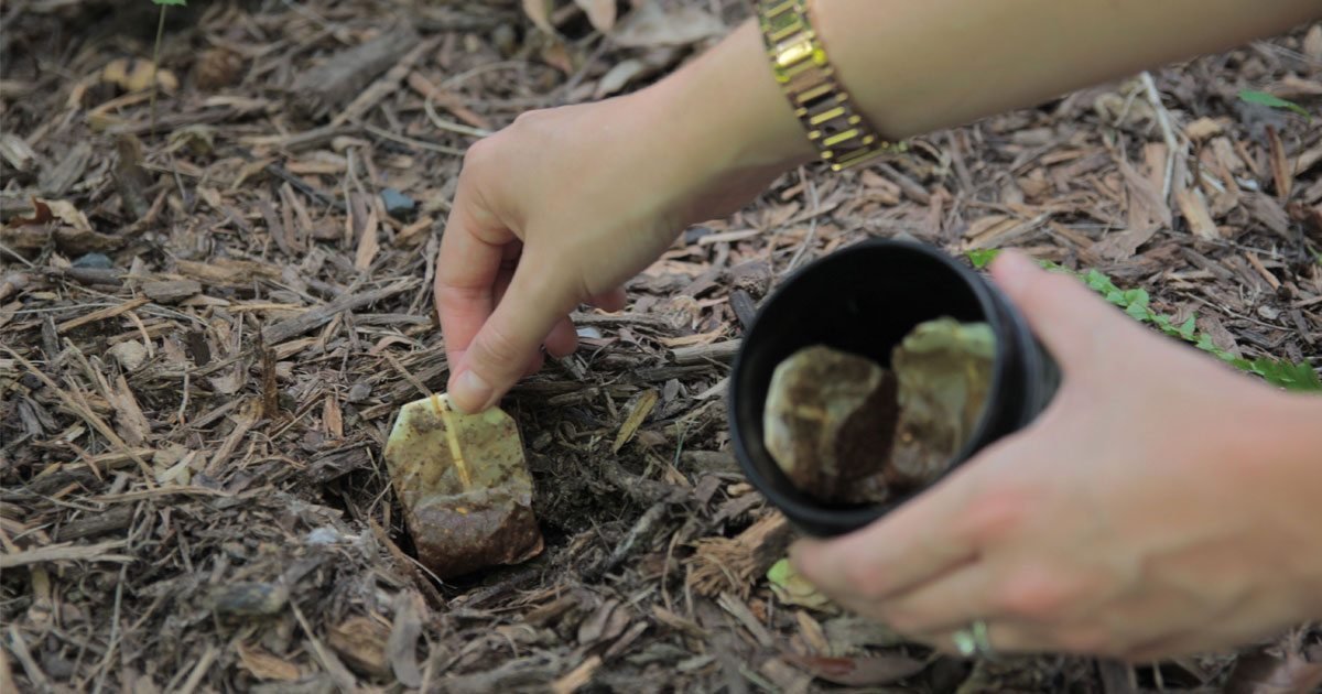 Don't toss your old tea bags. Gardener shares 11 reasons why you should  plant them instead