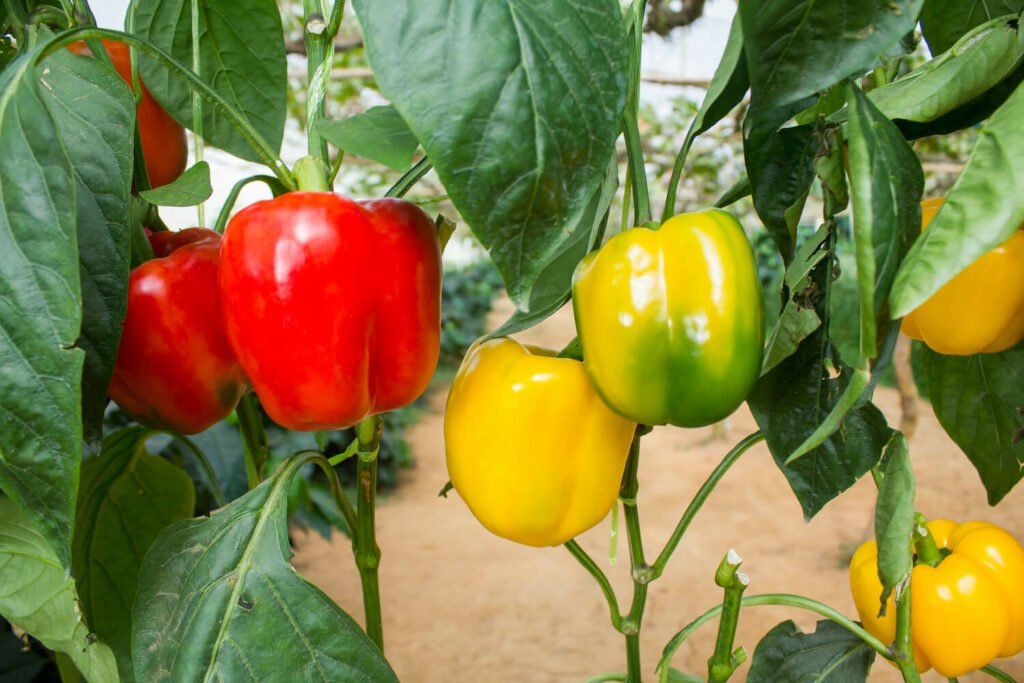 The one thing you must do to your pepper plants for the ultimate harvest